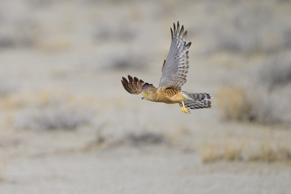 Greater Kestrel - ML620596392