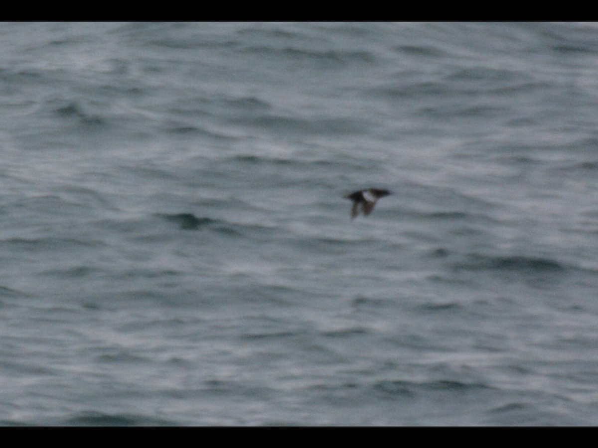 Black Guillemot - ML620596401