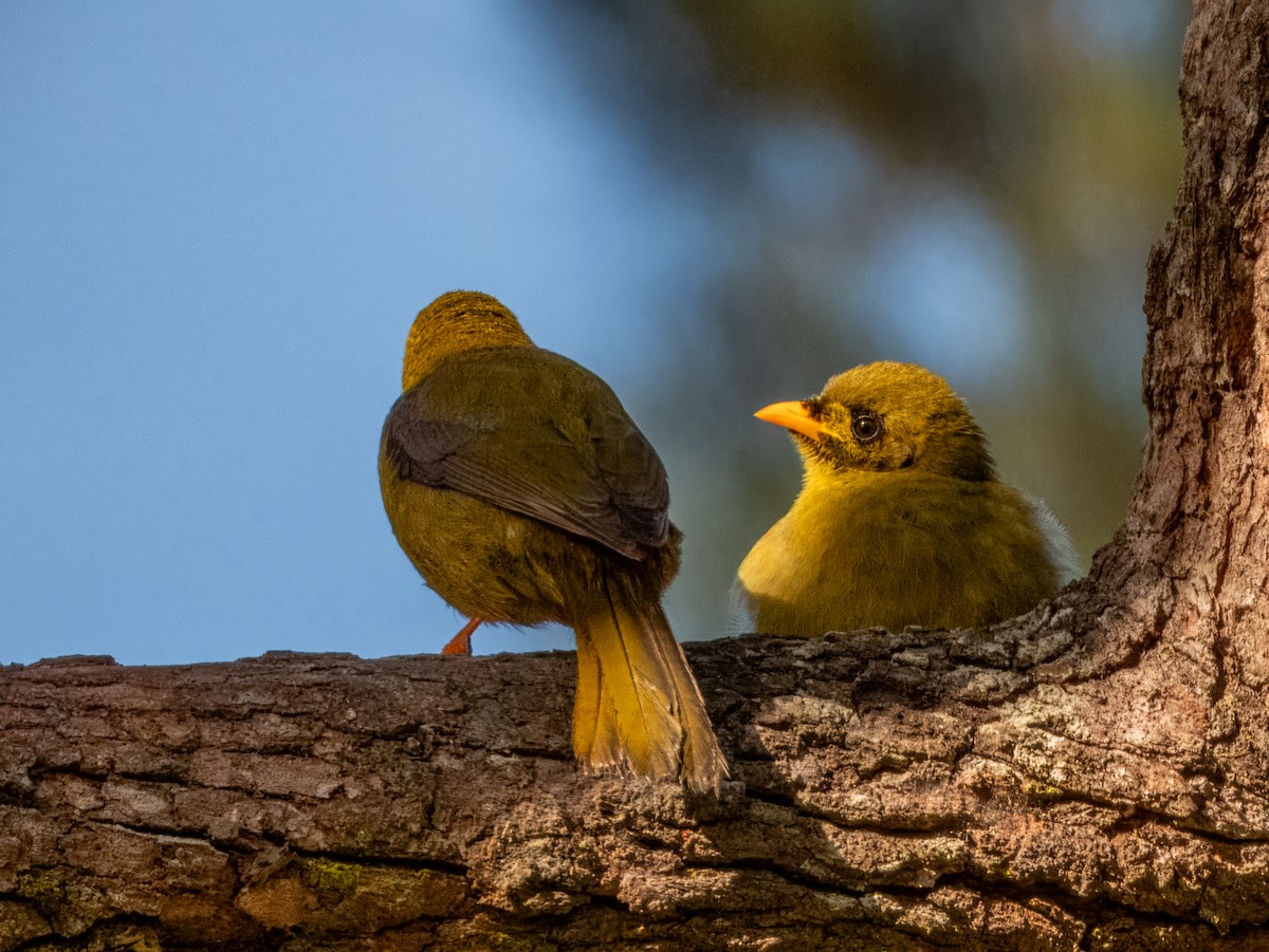 Bell Miner - ML620596402