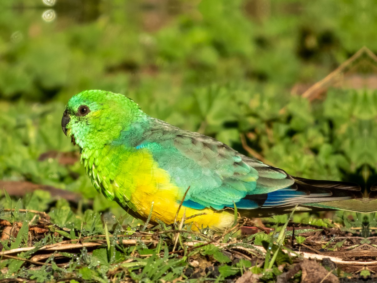 Red-rumped Parrot - ML620596405