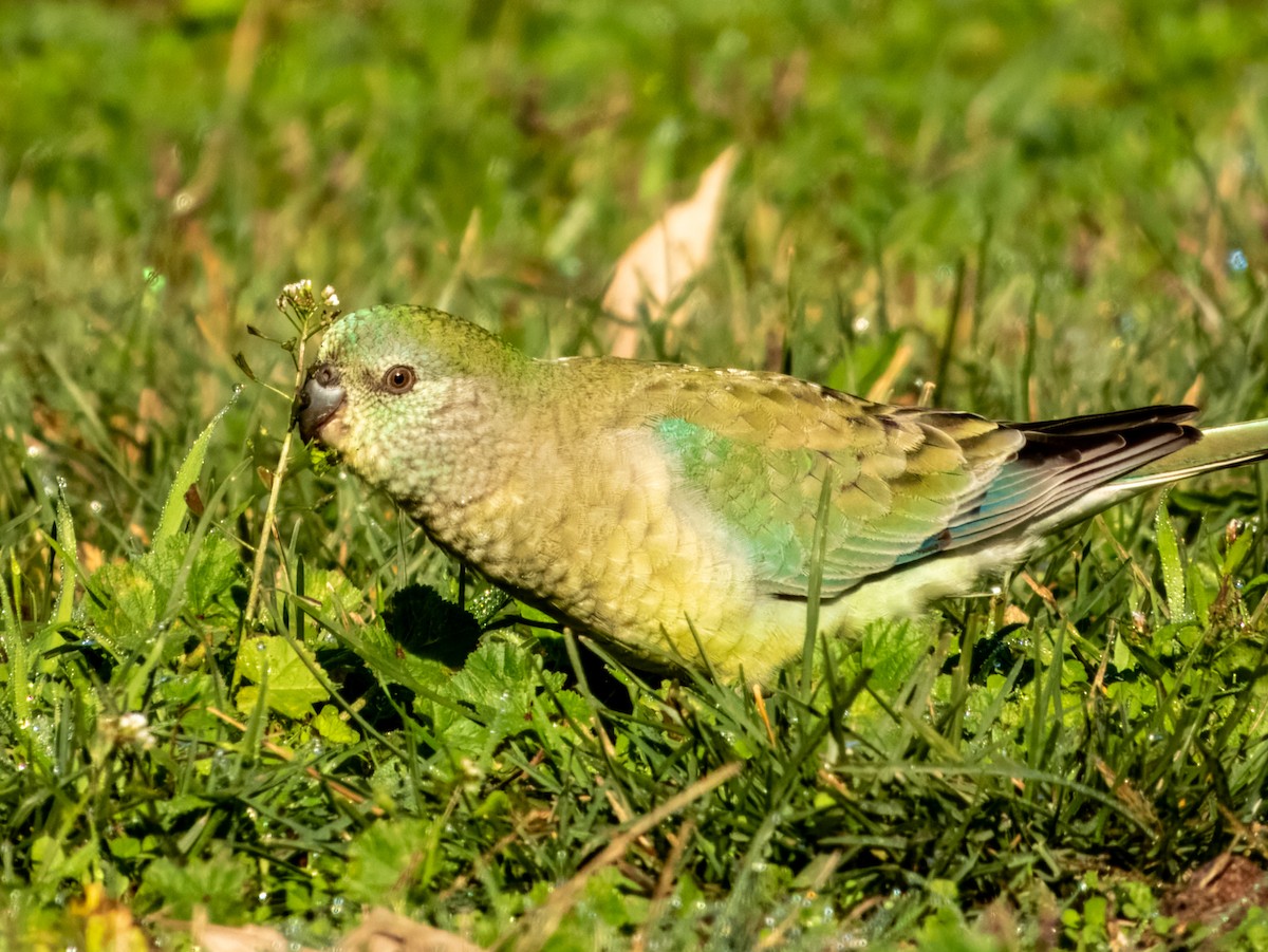 Perico Dorsirrojo - ML620596407