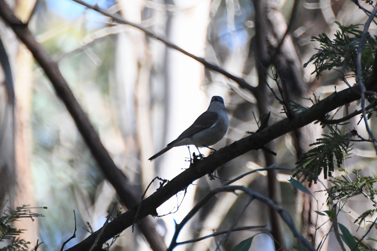 Golden Whistler - ML620596412