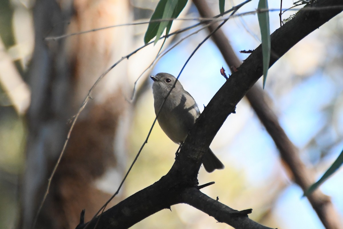 Golden Whistler - ML620596415