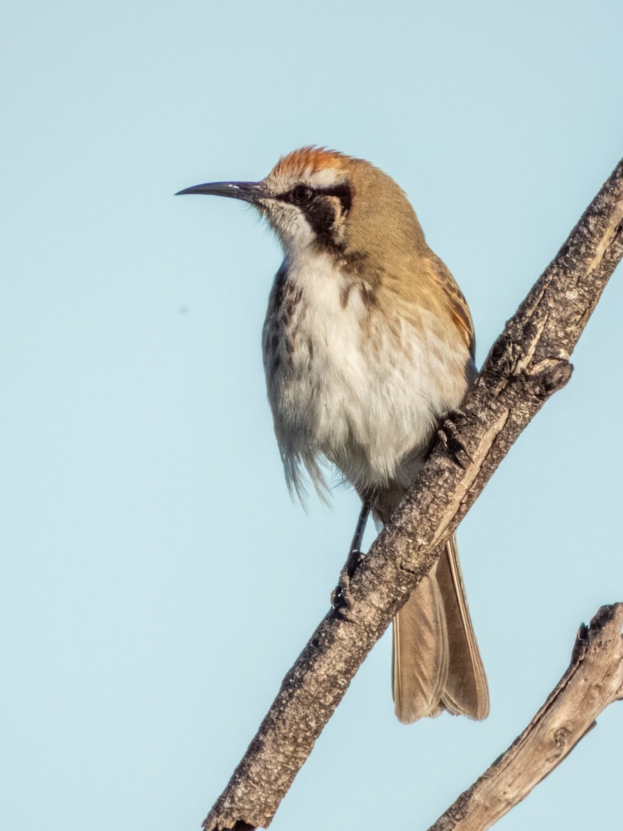 Tawny-crowned Honeyeater - ML620596417