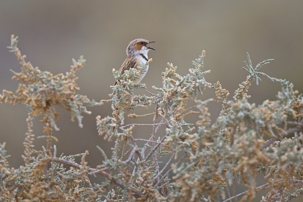 Rufous-eared Warbler - ML620596420