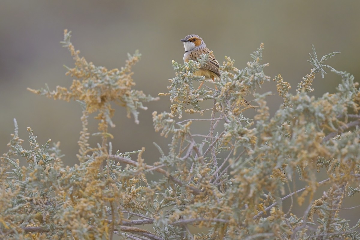 Rufous-eared Warbler - ML620596421