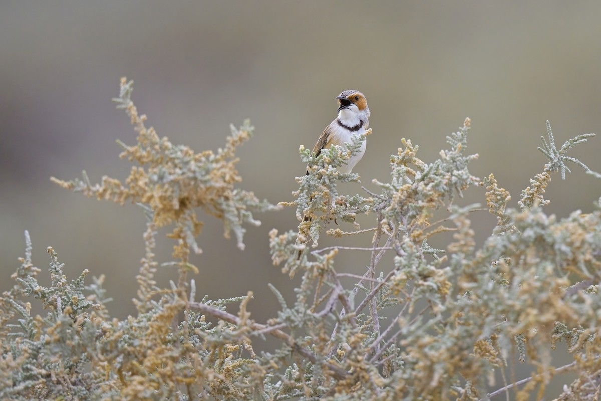 Rufous-eared Warbler - ML620596422