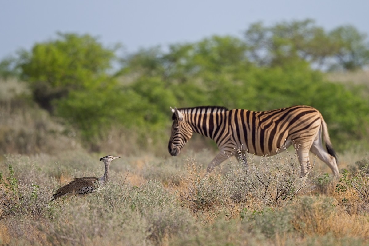 Kori Bustard - ML620596424