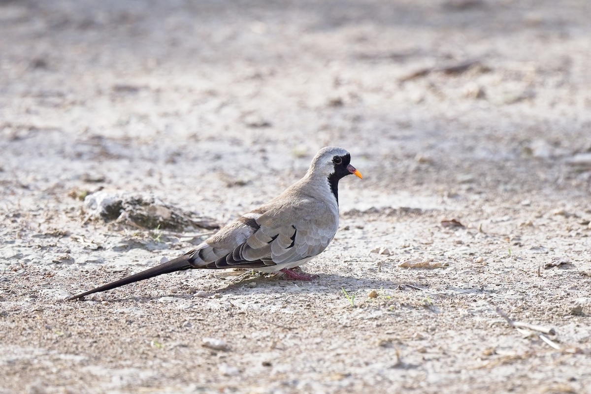 Namaqua Dove - ML620596425