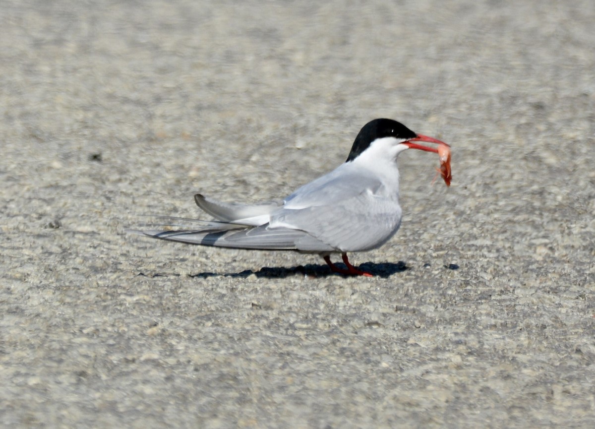 Arctic Tern - ML620596434