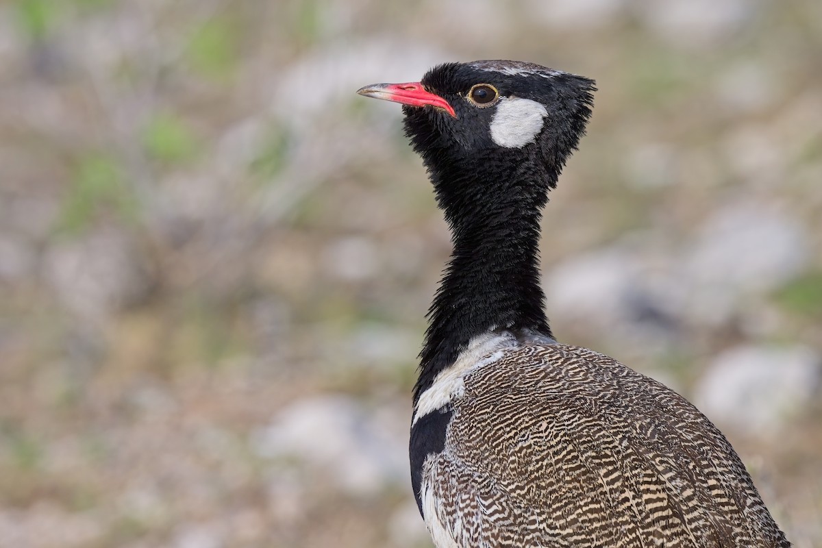 White-quilled Bustard - ML620596435