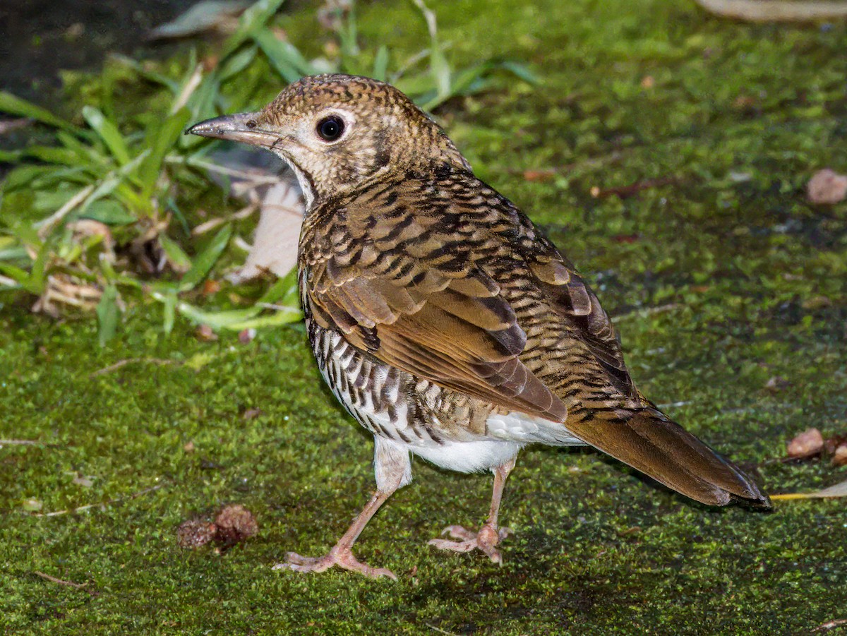 Bassian Thrush - ML620596436