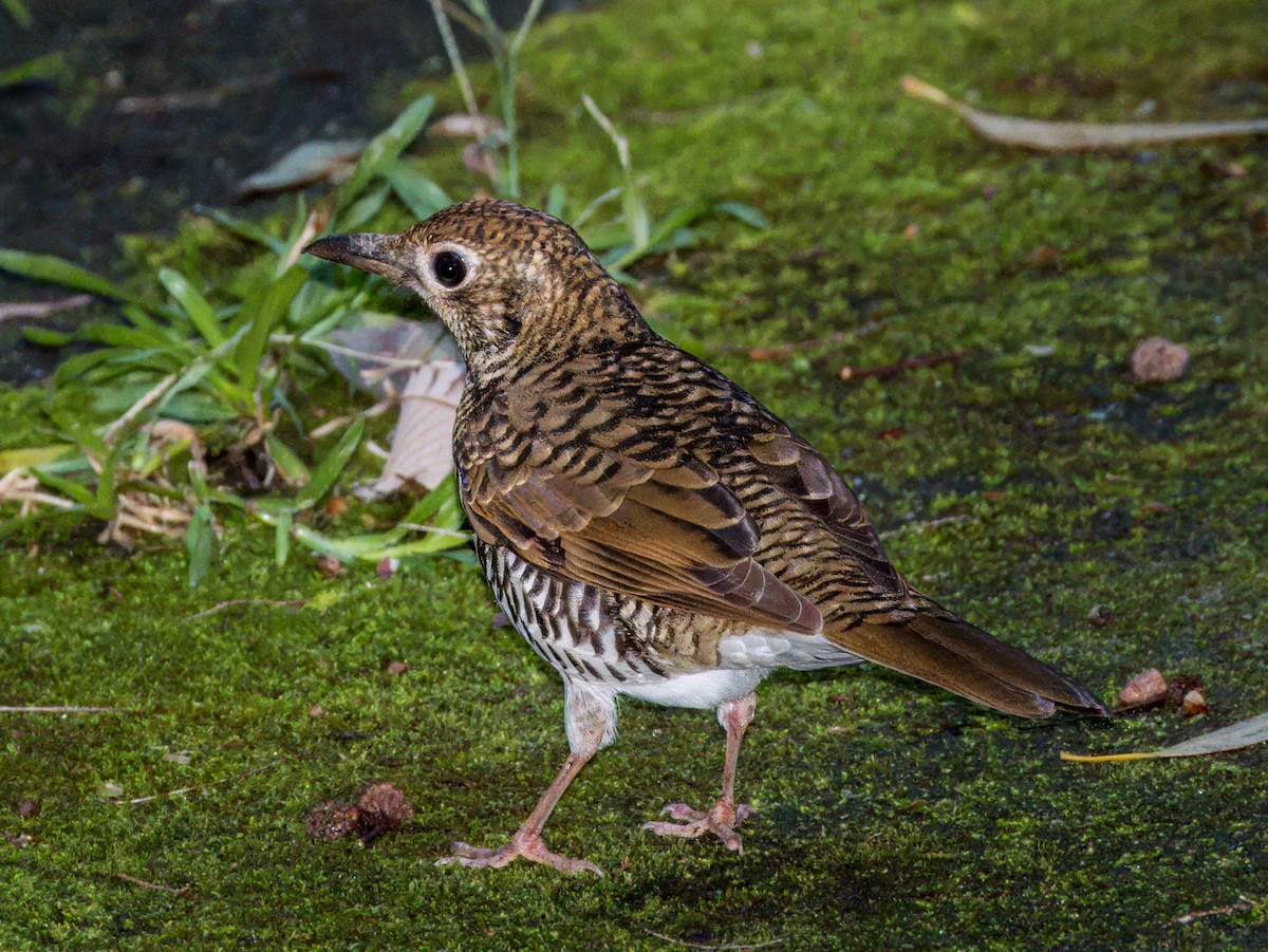 Bassian Thrush - ML620596437