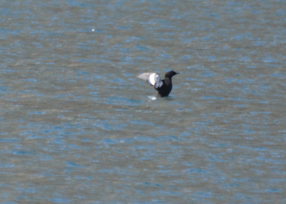 Black Guillemot - ML620596439