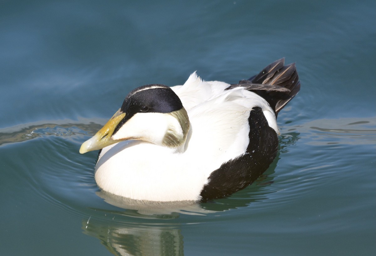 Eider arrunta - ML620596441