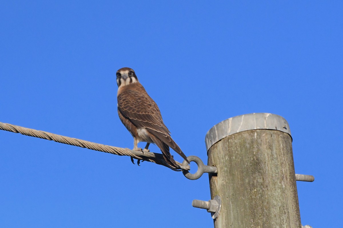 Brown Falcon - ML620596442