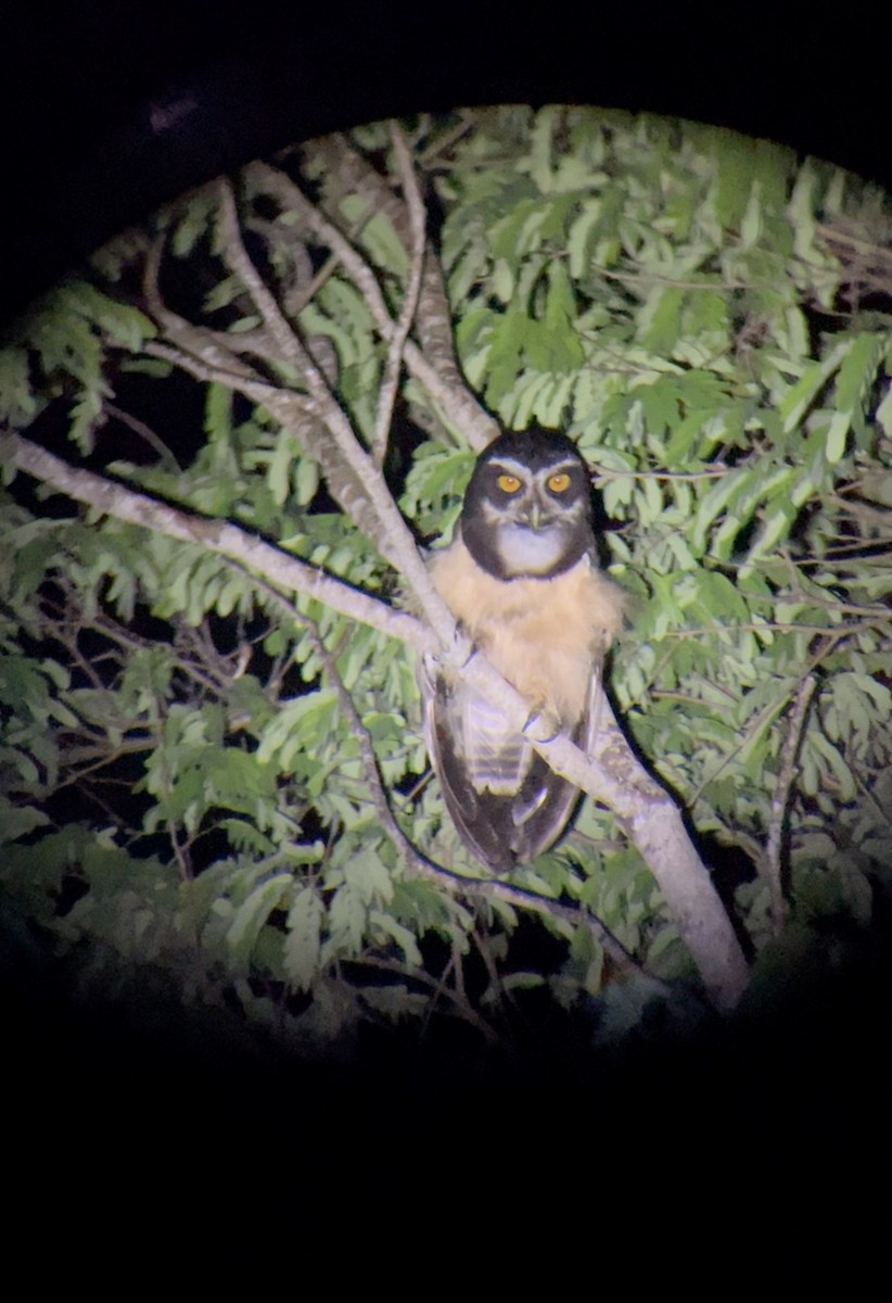 Spectacled Owl - ML620596447