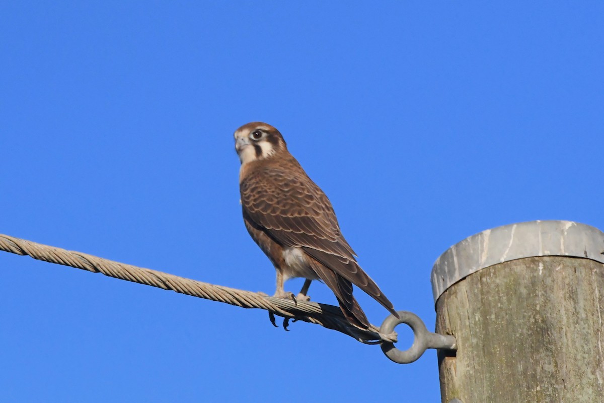 Brown Falcon - ML620596448