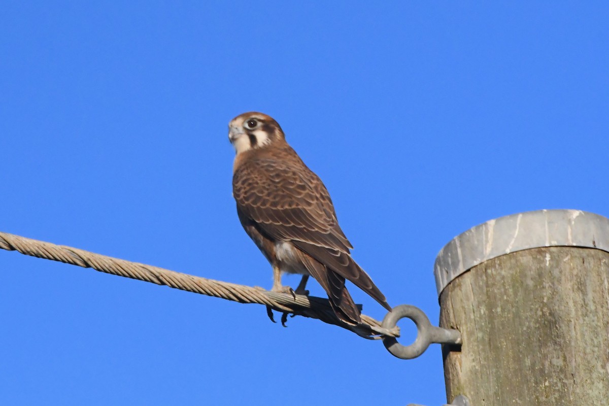 Brown Falcon - ML620596450