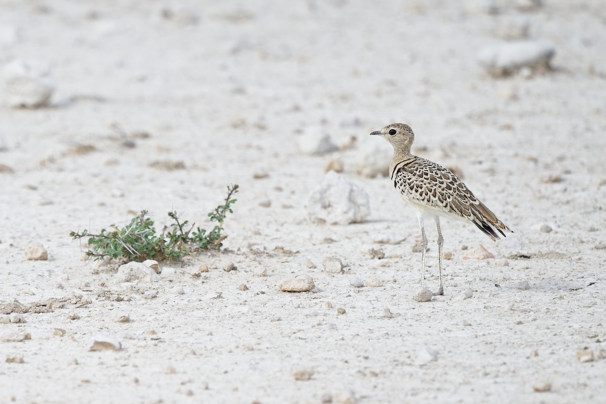 Double-banded Courser - ML620596452