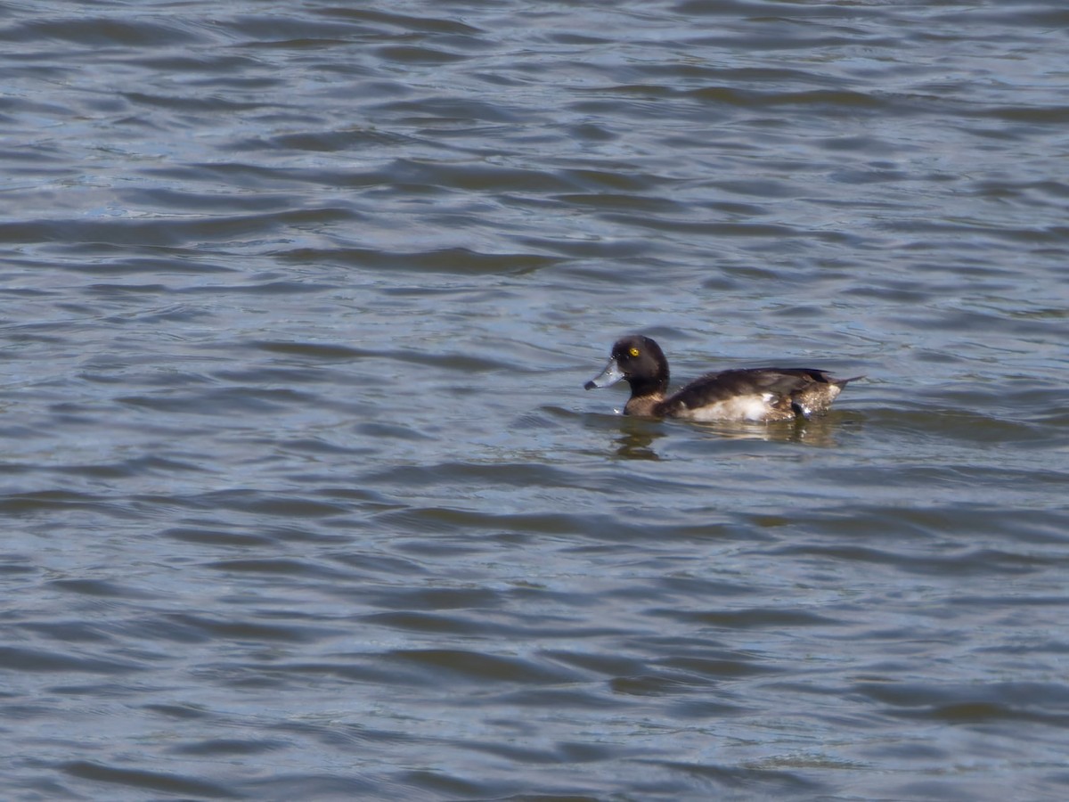 Tufted Duck - ML620596455