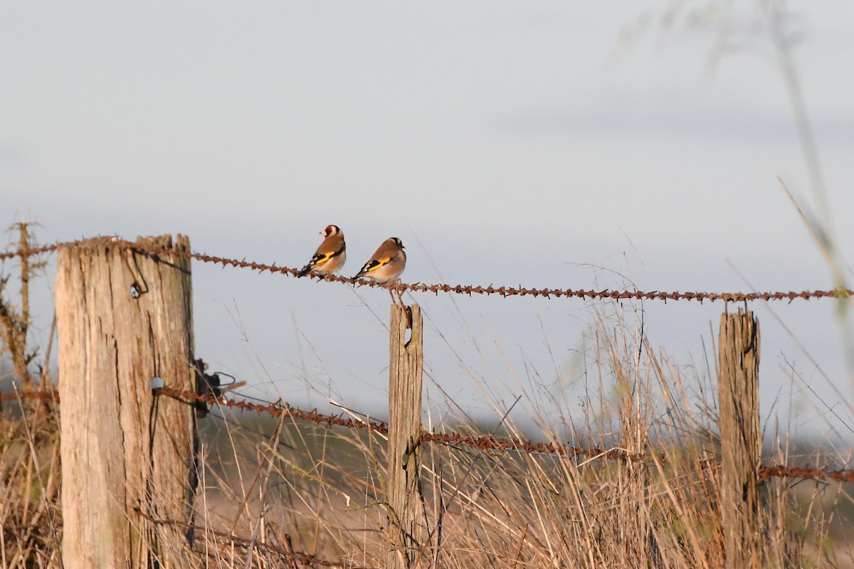 Chardonneret élégant (groupe carduelis) - ML620596456