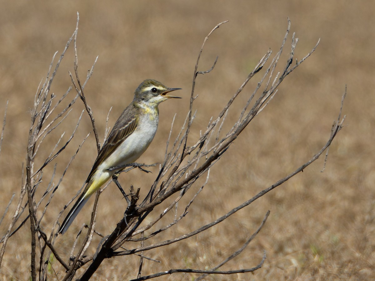 Eastern Yellow Wagtail - ML620596457