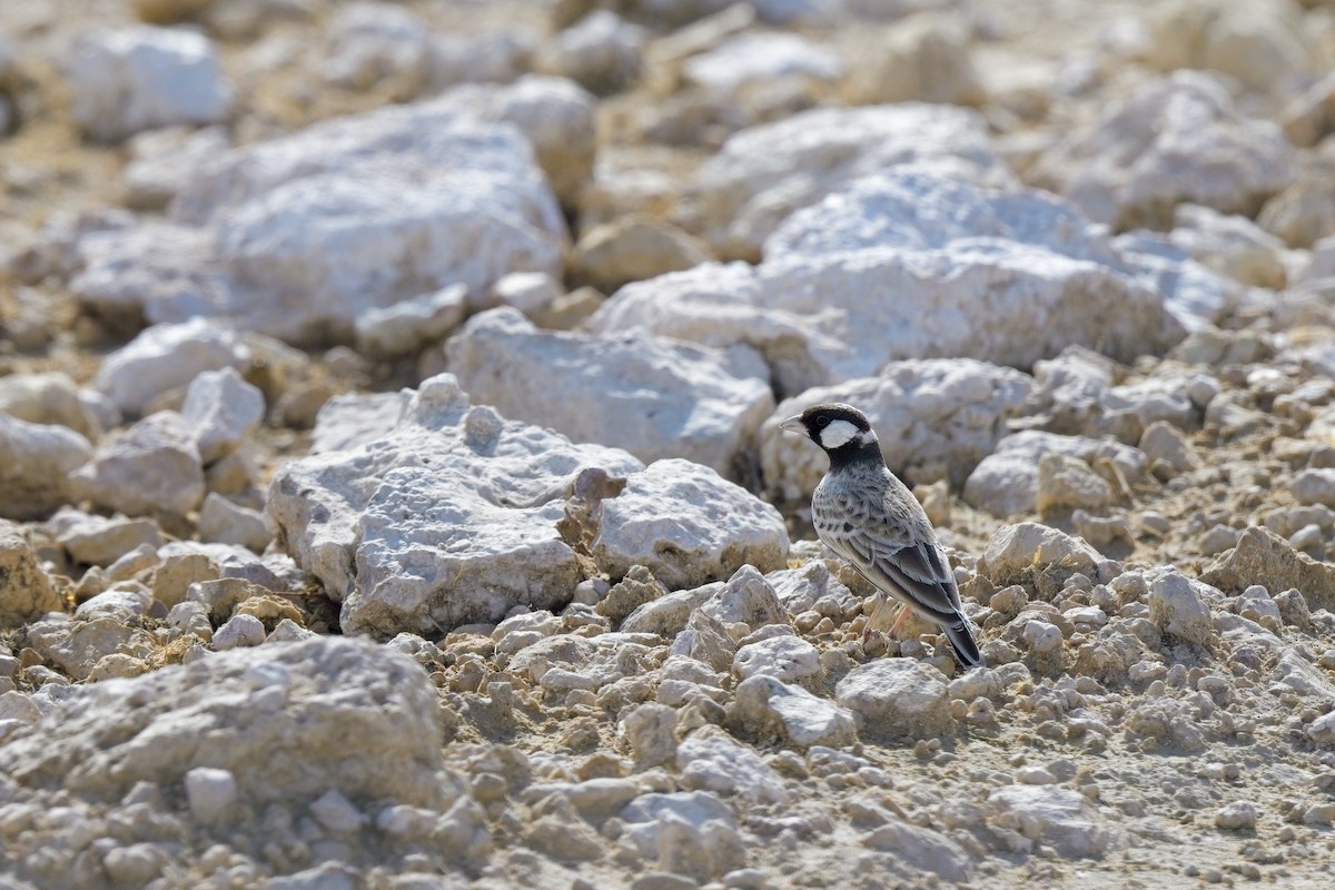 Gray-backed Sparrow-Lark - ML620596463