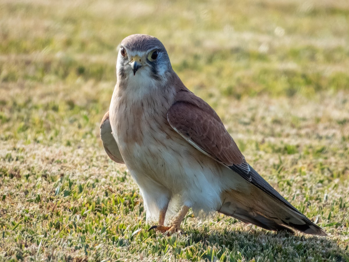 Nankeen Kestrel - ML620596465