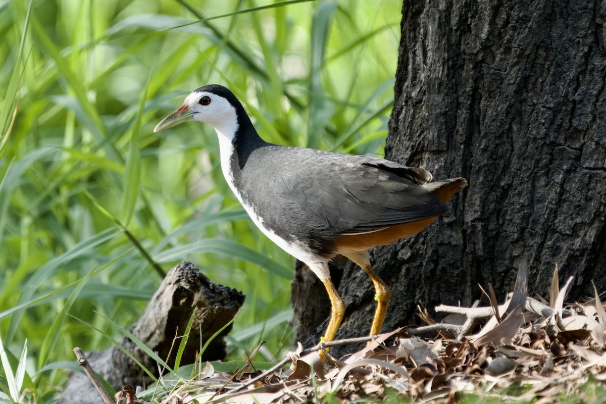 White-breasted Waterhen - ML620596467