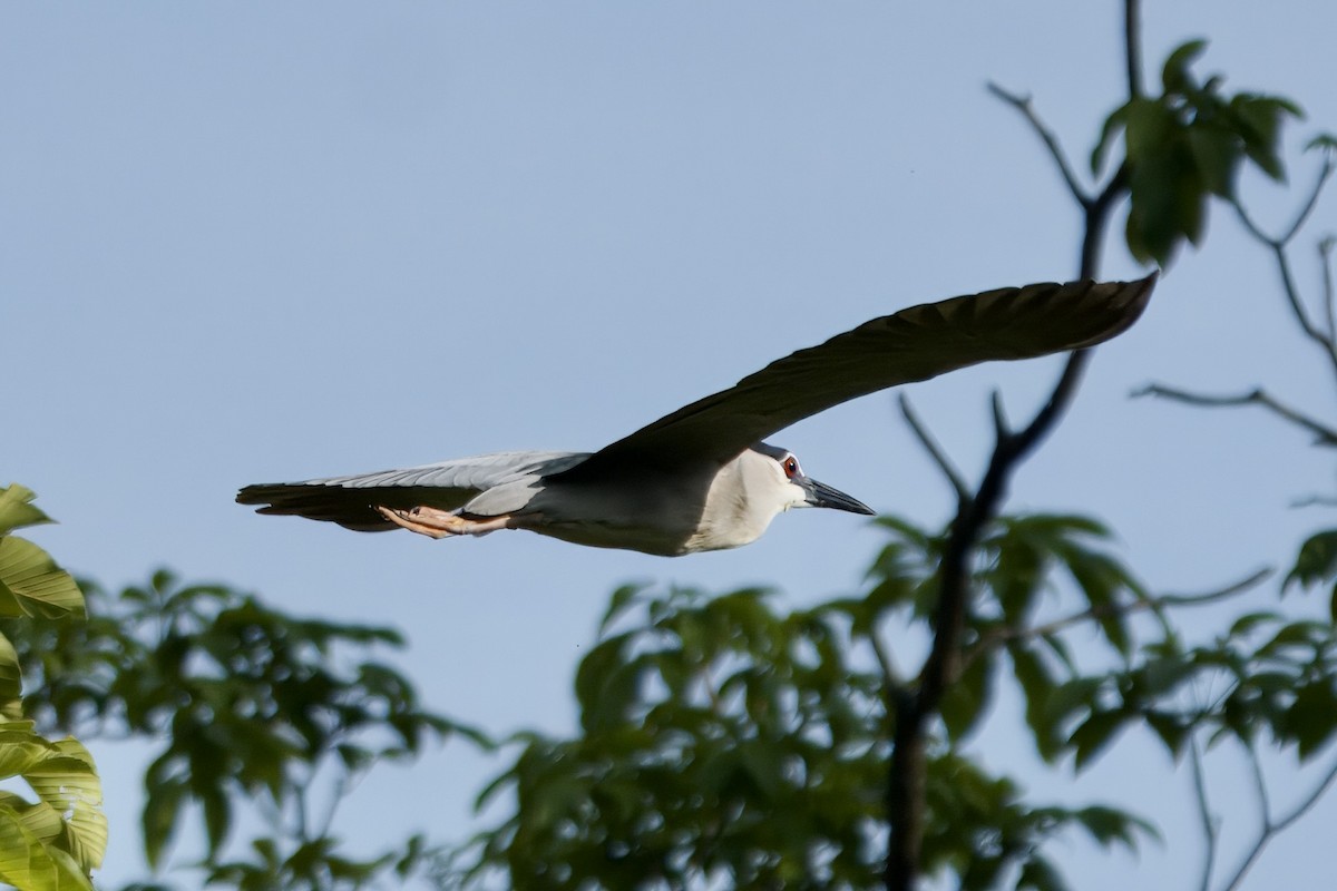 Black-crowned Night Heron - ML620596469