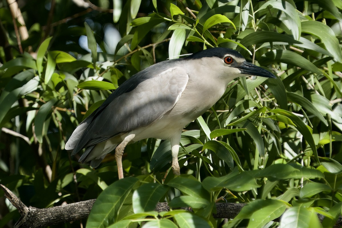 Black-crowned Night Heron - ML620596470