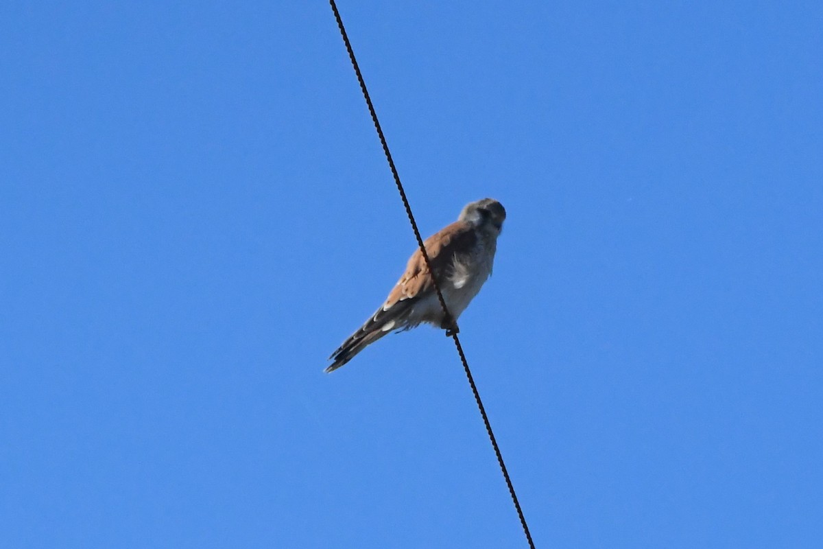 Nankeen Kestrel - ML620596472