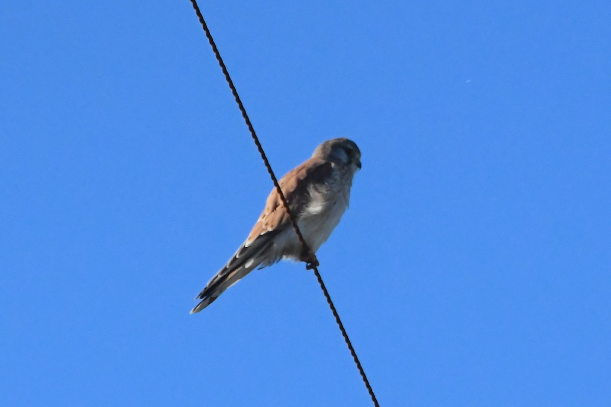 Nankeen Kestrel - ML620596473