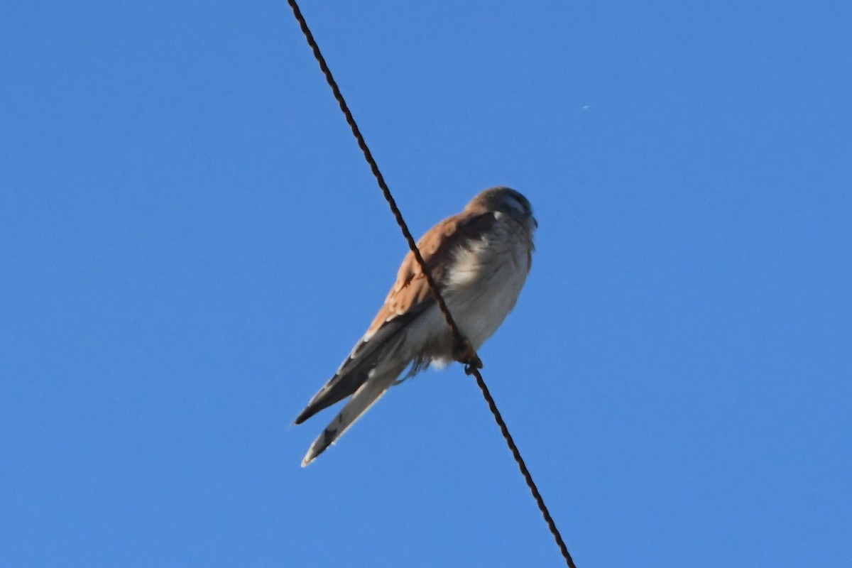 Nankeen Kestrel - Michael Louey