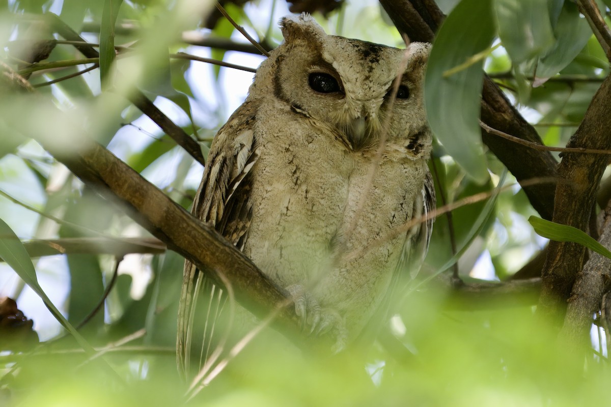 Collared Scops-Owl - ML620596475