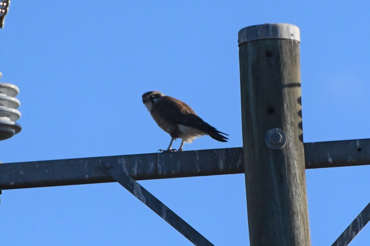 Nankeen Kestrel - ML620596476