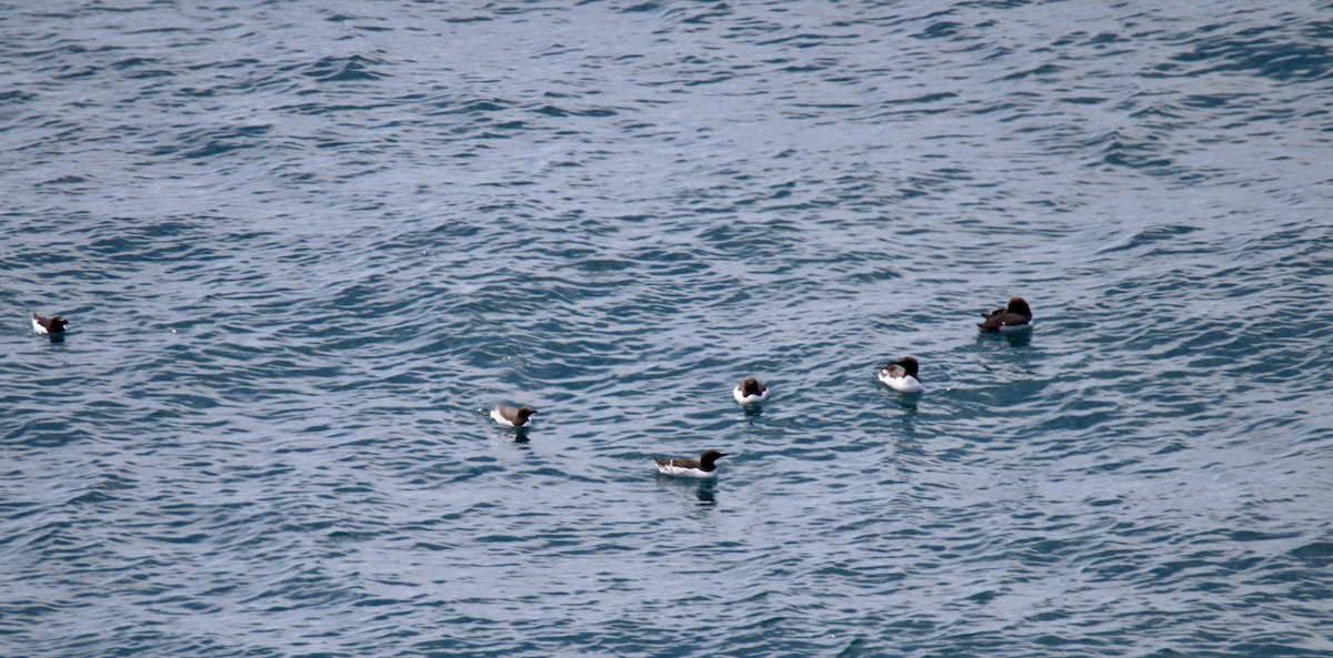 Common Murre - ML620596481