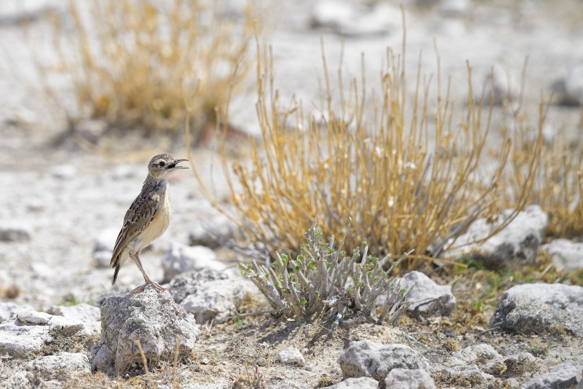 Alouette éperonnée (groupe albofasciata) - ML620596485