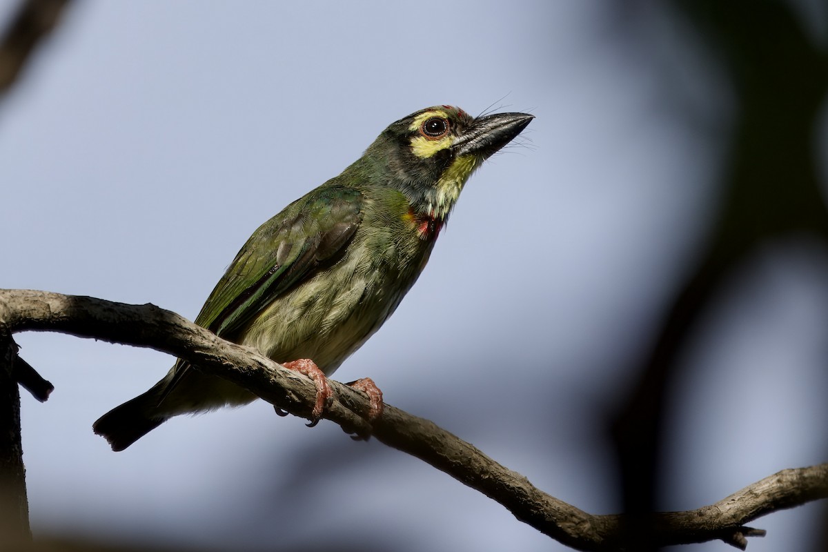 Coppersmith Barbet - John Russell