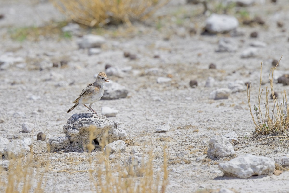 Red-capped Lark - ML620596492