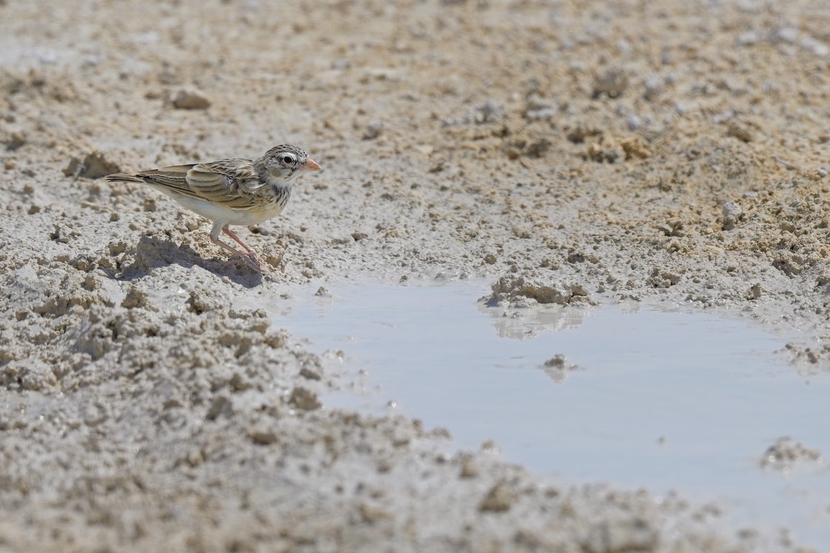 Pink-billed Lark - ML620596495