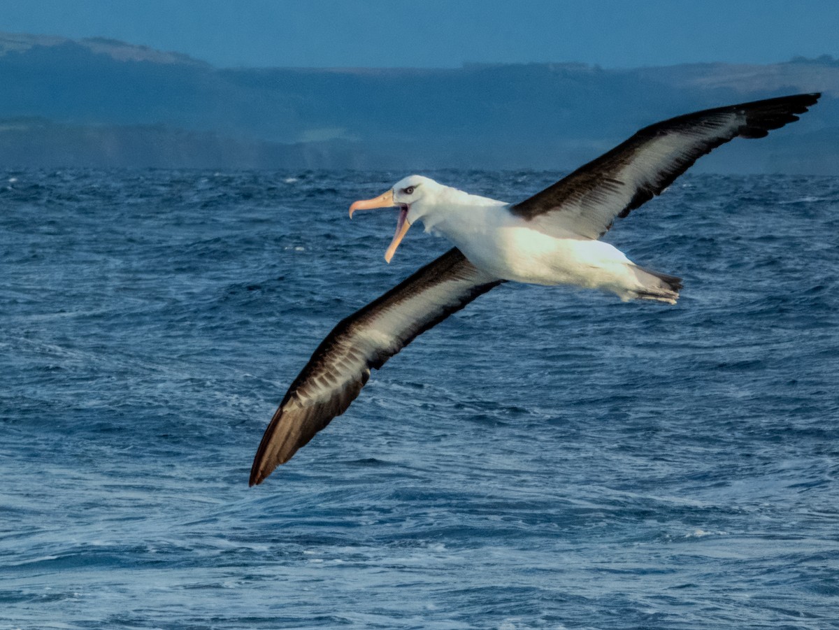 Kara Kaşlı Albatros (impavida) - ML620596497