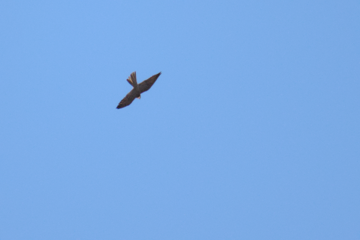 Eurasian Hobby - ML620596498