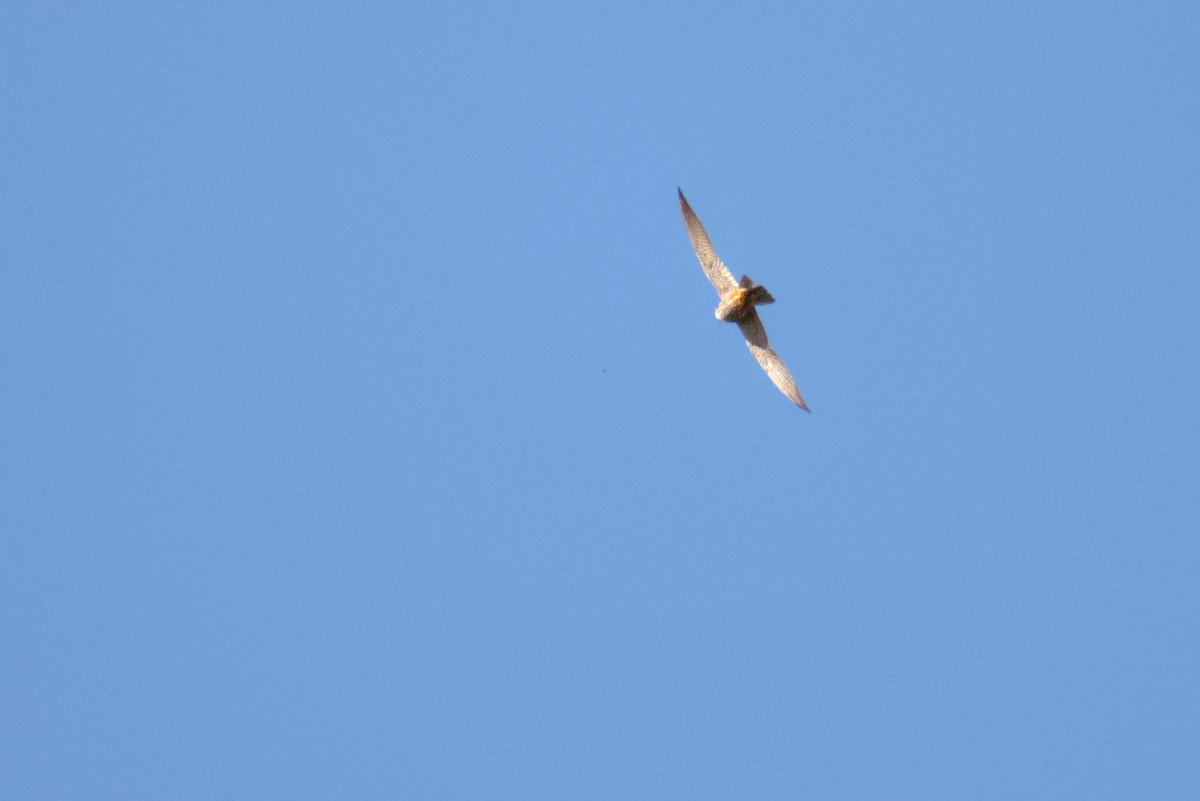 Eurasian Hobby - ML620596499