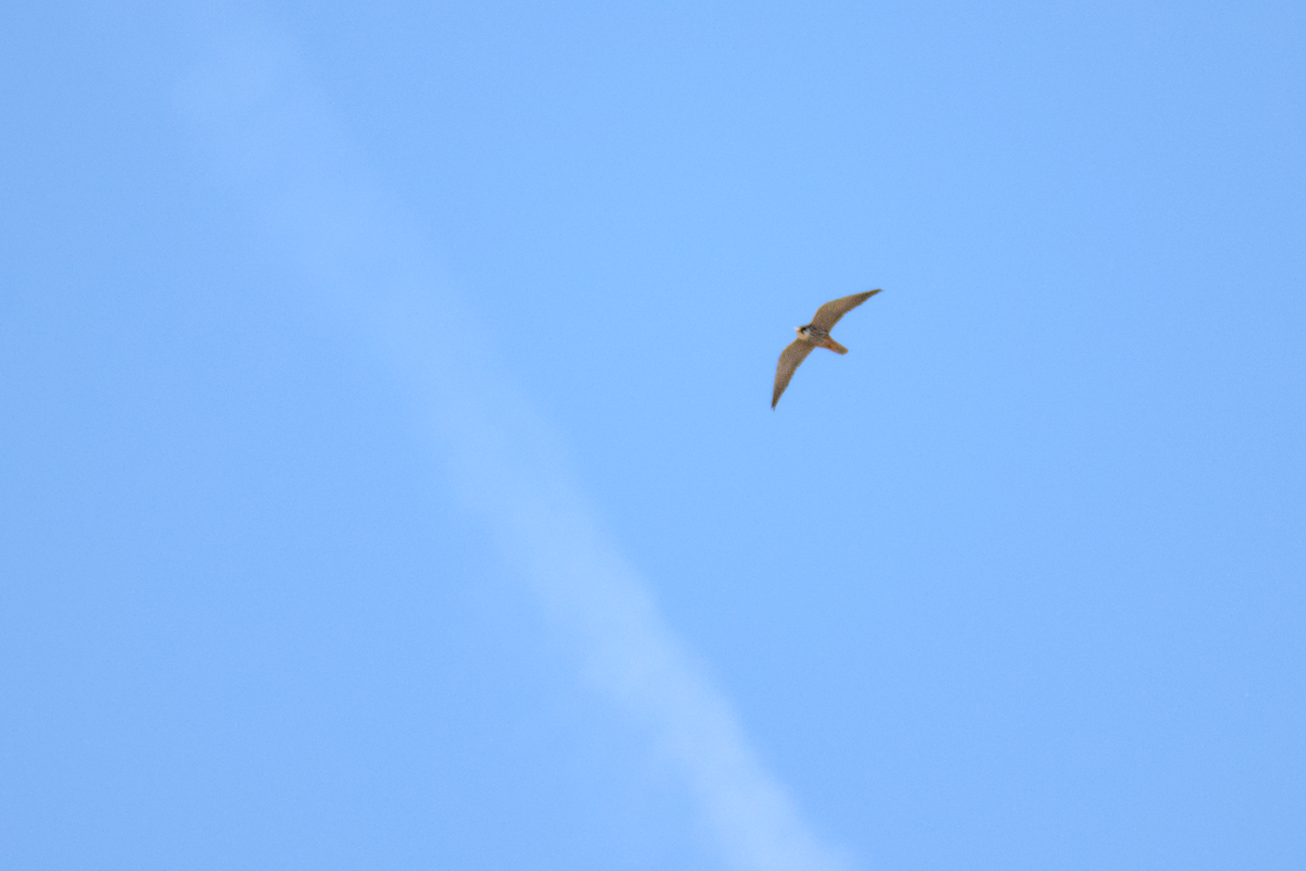 Eurasian Hobby - ML620596500