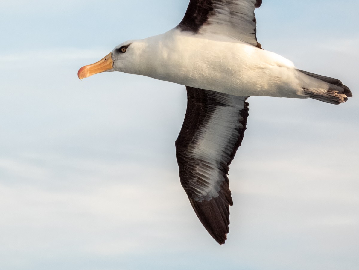 albatros černobrvý (ssp. impavida) - ML620596502