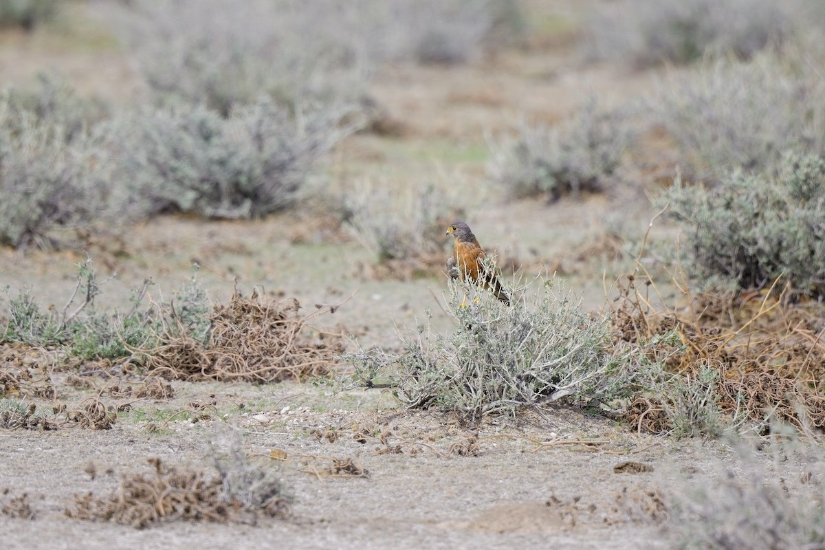 Rock Kestrel - Paul McDonald