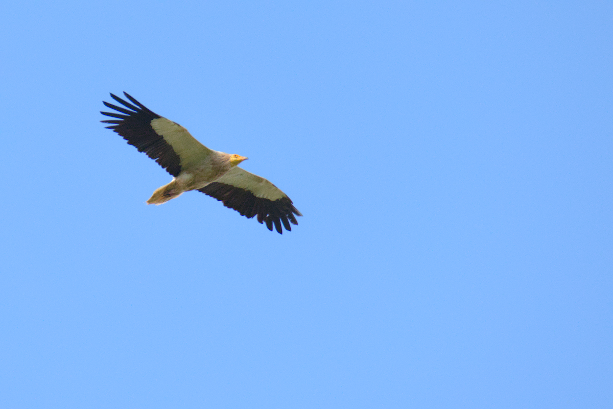 Egyptian Vulture - ML620596505