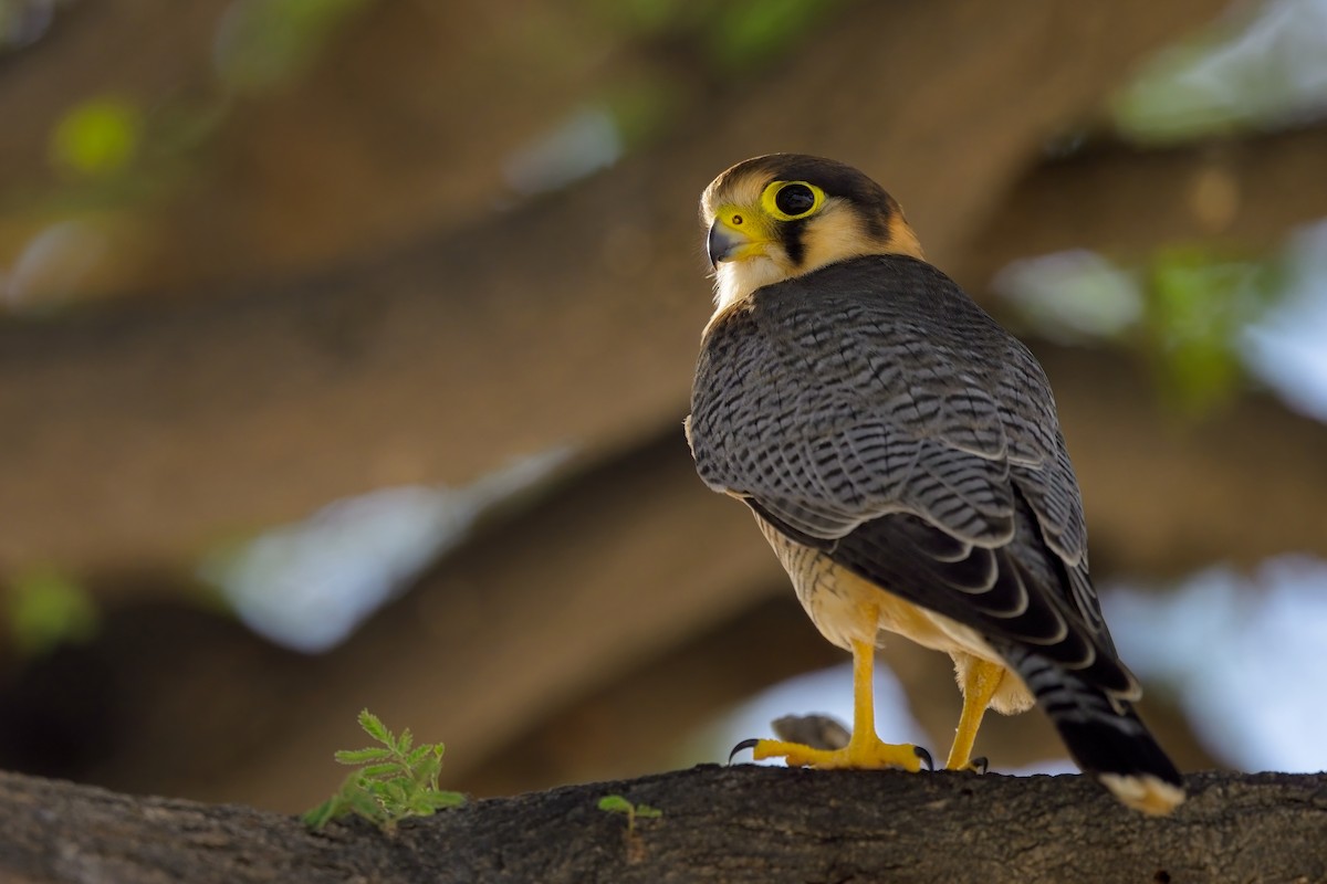 Red-necked Falcon - Paul McDonald